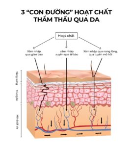 độ thẩm thấu của da